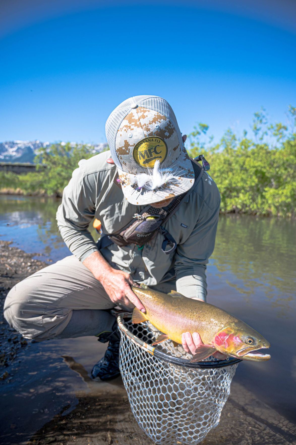 Yellowstone cutthroat trout